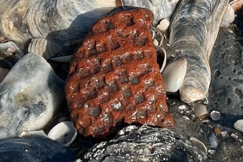 A grilled steak on a rocky beach with seashells and fish. 4