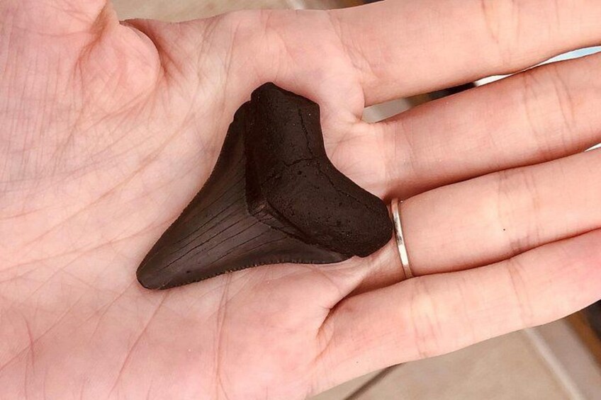 A hand holding a shark tooth. 3