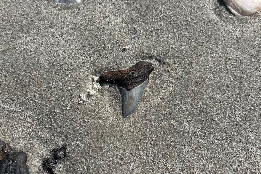 A shark fin on a concrete surface. 4