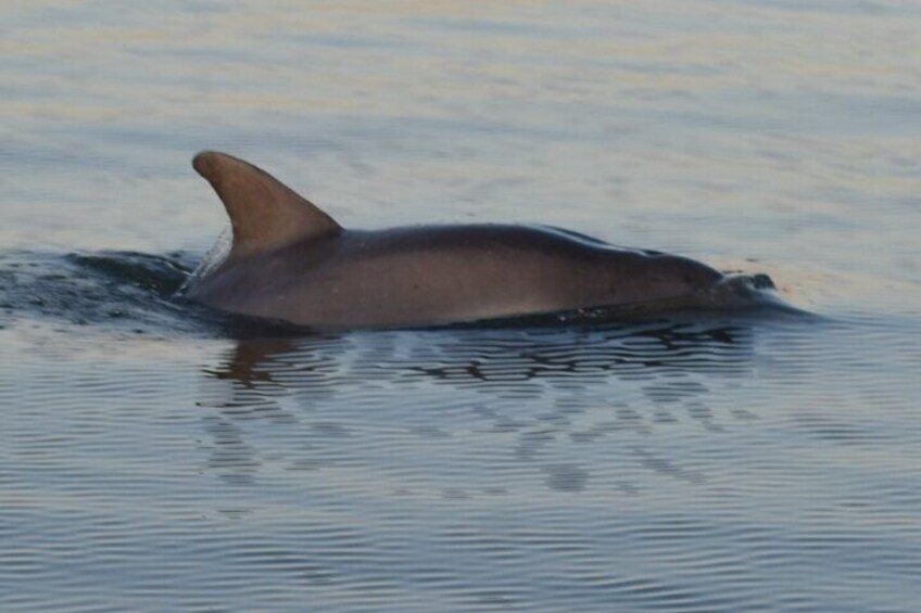 A dolphin swimming in calm water. 5
