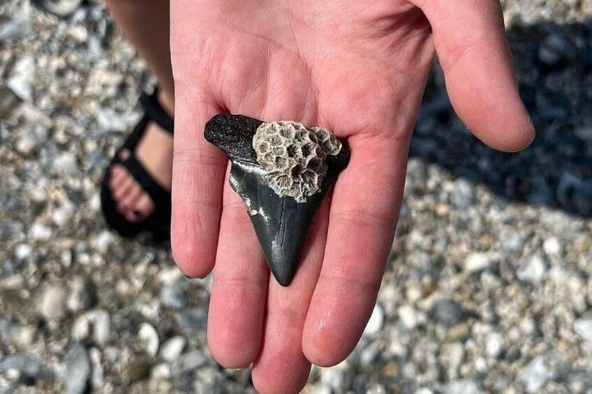 A hand holding a shark tooth. 2
