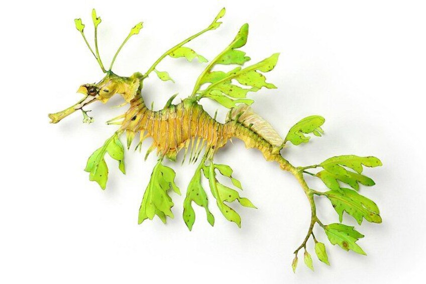 Exquisite Creatures Exhibit By Christopher Marley 2