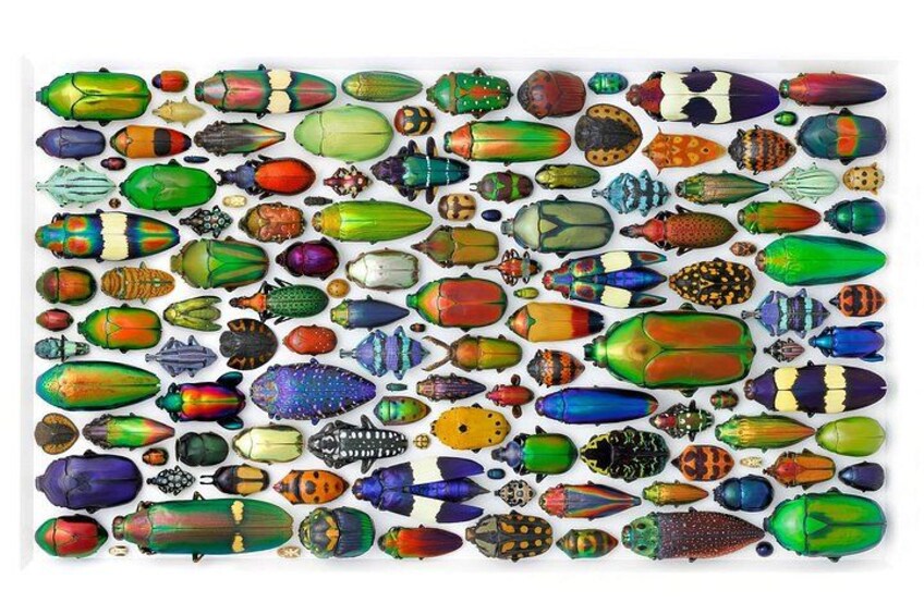 Exquisite Creatures Exhibit By Christopher Marley 4