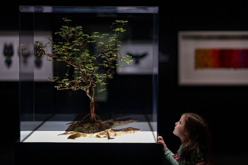 Iemand bekijkt een bonsai in een glazen vitrine. 5