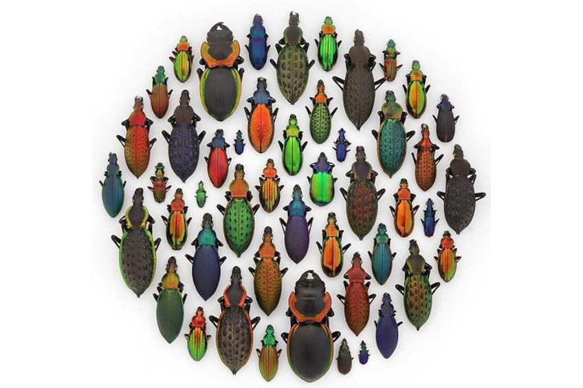 Exquisite Creatures Exhibit By Christopher Marley 2