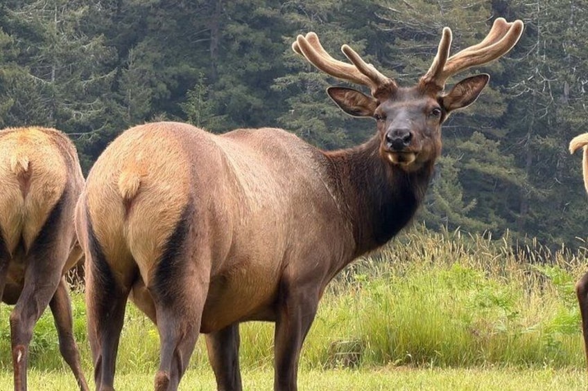 A large elk with prominent antlers standing in a grassy field with trees in the background. 3