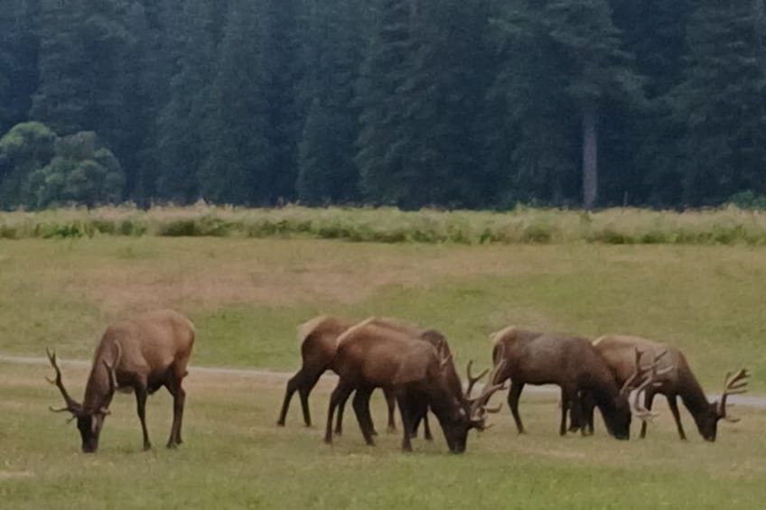 4 Hour Redwood National and State Park E Bike Adventure 4