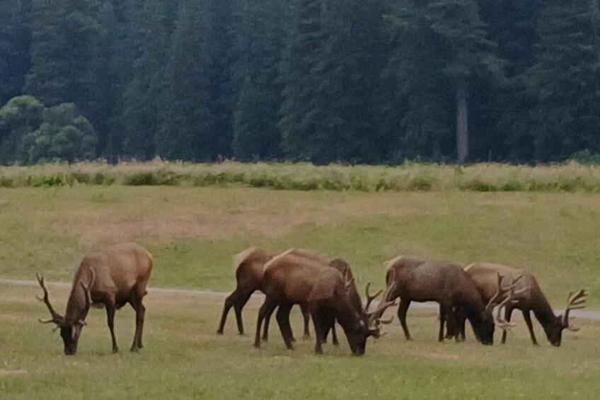A herd of elk grazing in a grassy field with a forest in the background. 4