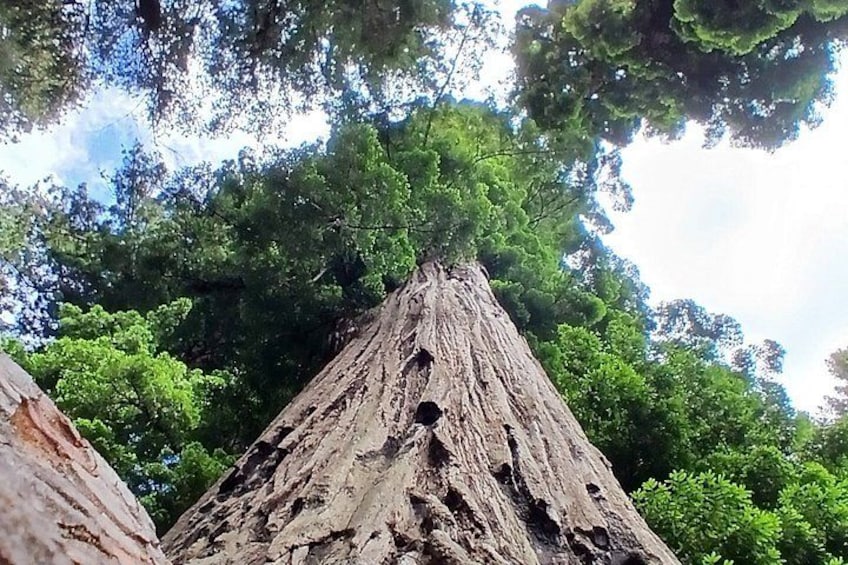 A tall tree with a rough bark texture and several holes in its trunk, surrounded by lush green foliage. 5
