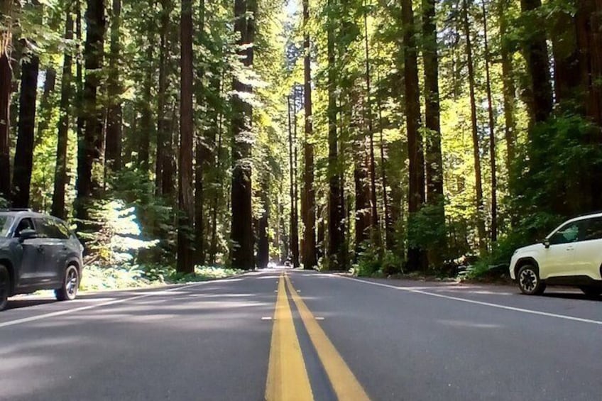 4 Hour Redwood National and State Park E Bike Adventure 3