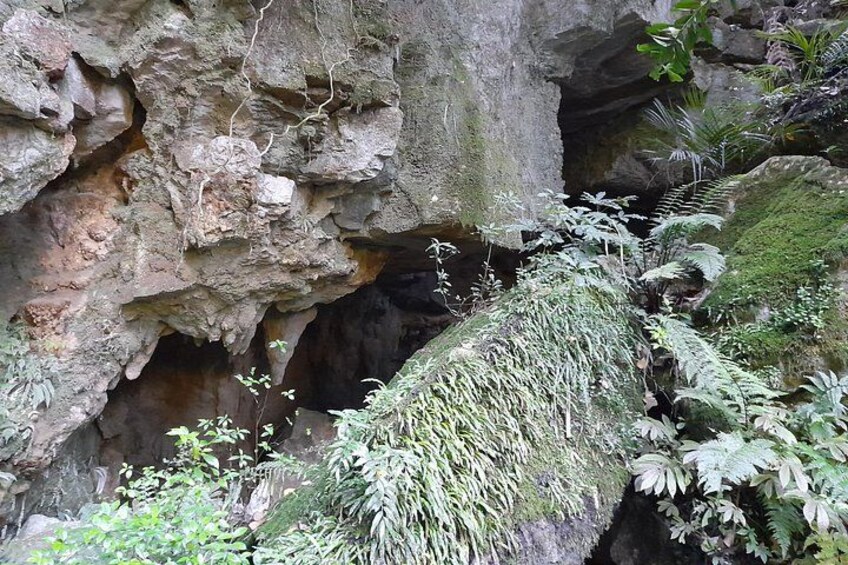 A rocky cliff with moss-covered surfaces and ferns. 4