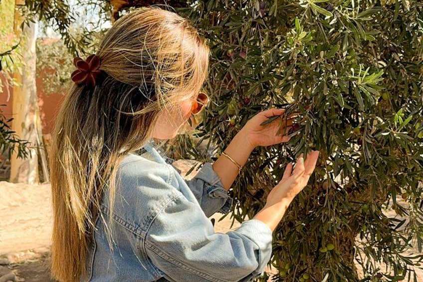 Tour of 3 Wineries and Olive Trees with Tastings 2