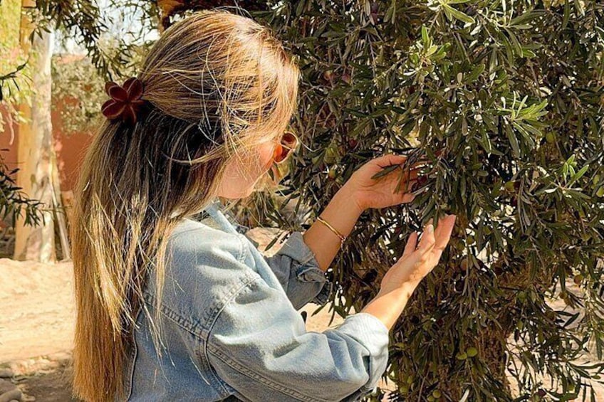 Tour of 3 Wineries and Olive Trees with Tastings 3