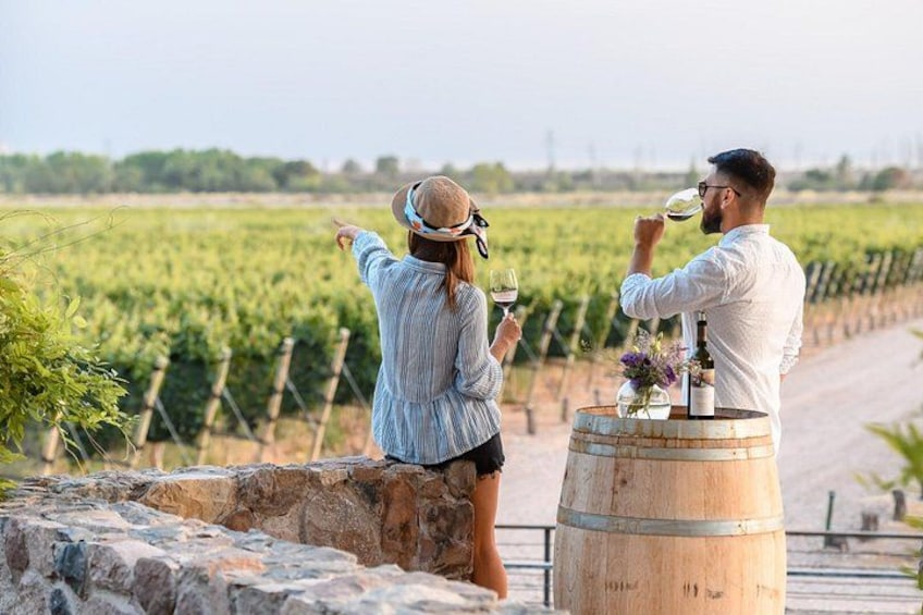Tour of 3 Wineries and Olive Trees with Tastings 1