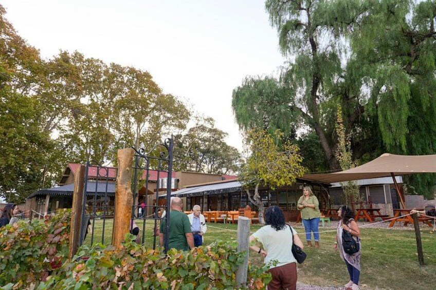 Tour of 3 Wineries and Olive Trees with Tastings 2