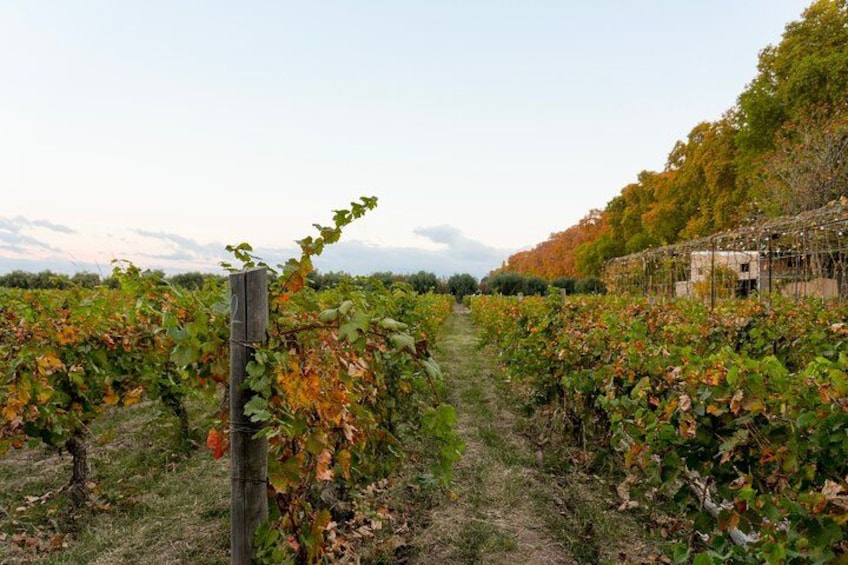 Tour of 3 Wineries and Olive Trees with Tastings 3