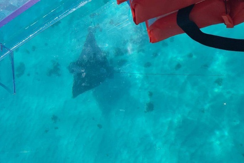 you can see manta's somethimes 4