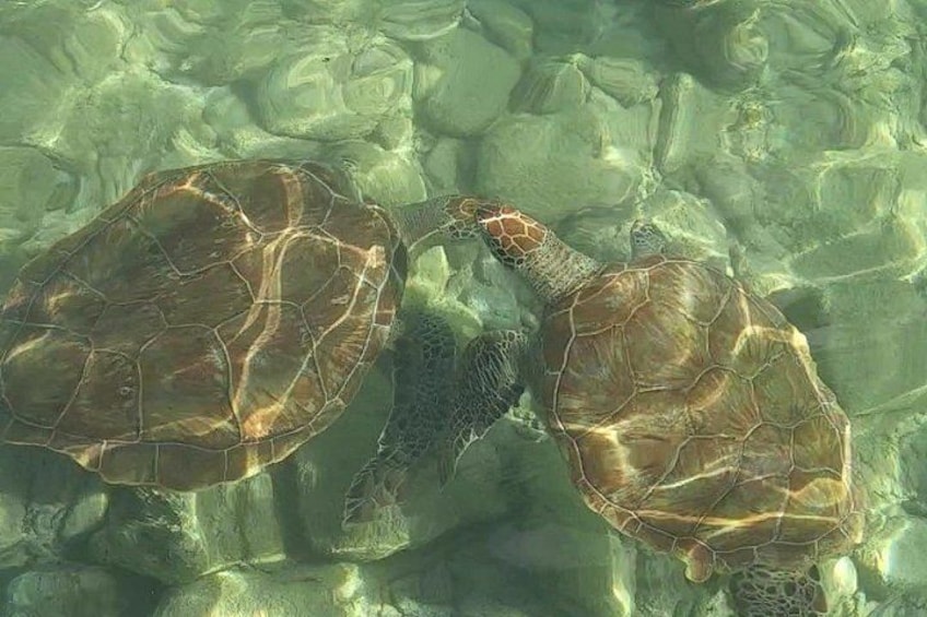 see turtles 5