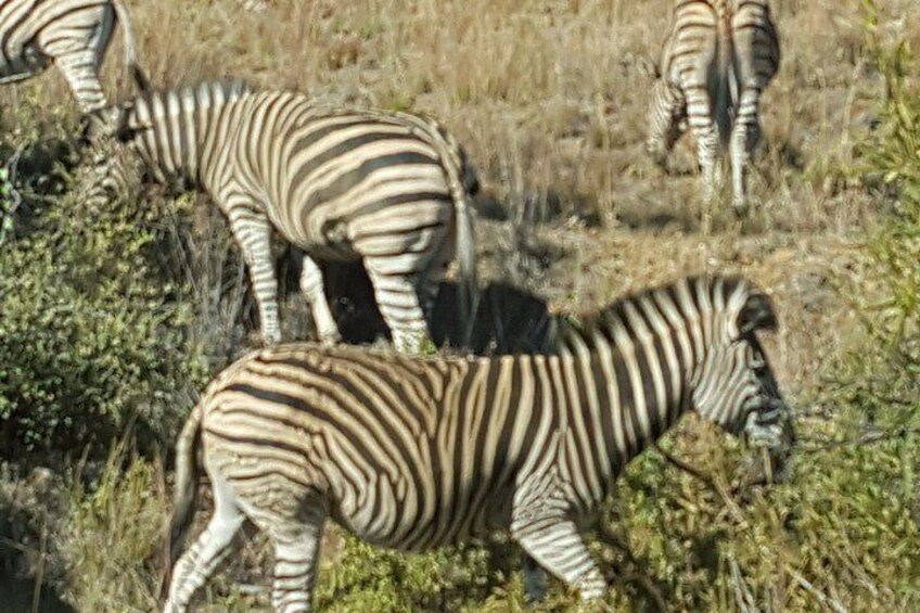 1 Day Guided Game Drive Safari at Dinokeng 2
