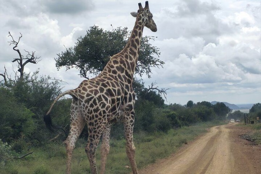 A giraffe standing on a dirt road with trees and a cloudy sky in the background. 1