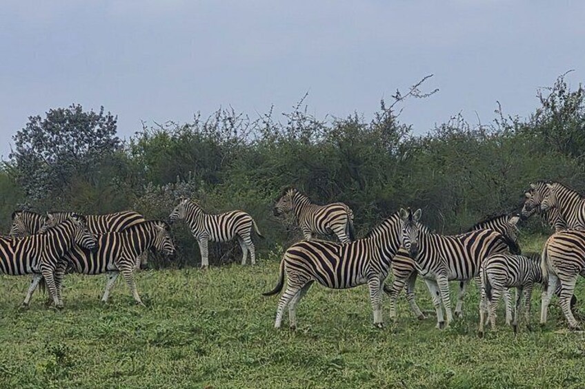1 Day Guided Game Drive Safari at Dinokeng 4