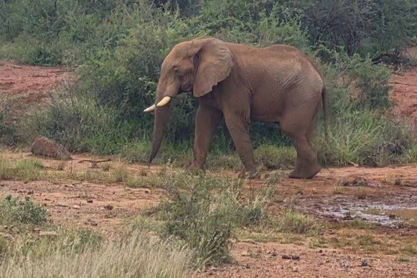 An elephant walking in a dry, grassy area with sparse vegetation and a dirt path. 2