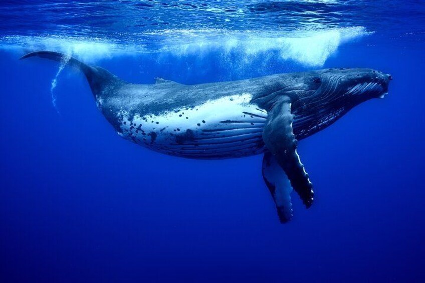 WHALE TOUR - Watching and Swimming with Whales 3
