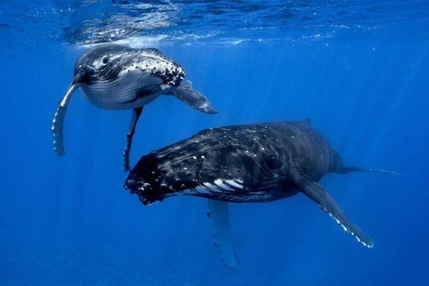 WHALE TOUR - Watching and Swimming with Whales 4