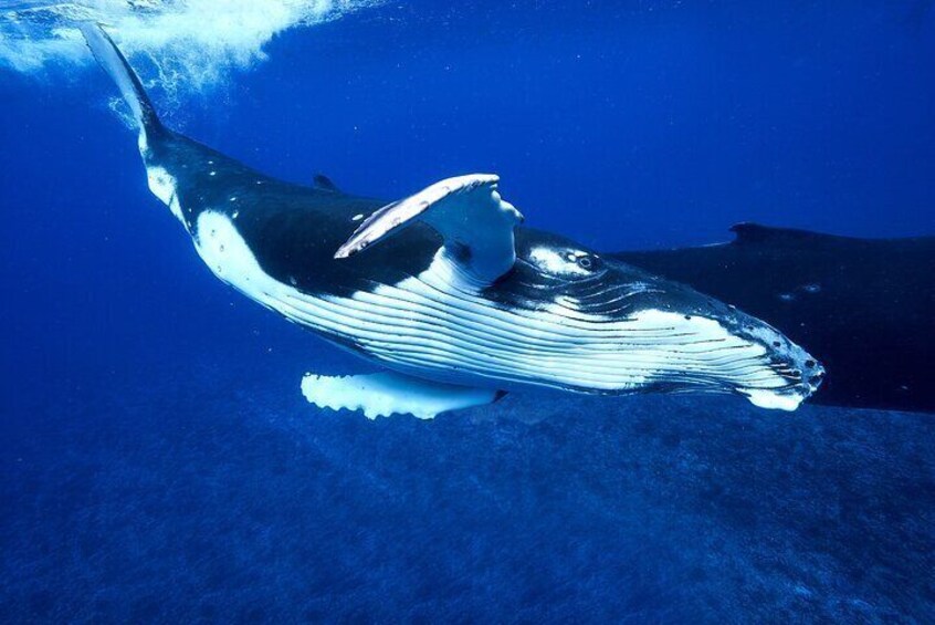 Una ballena nadando bajo el agua. 3