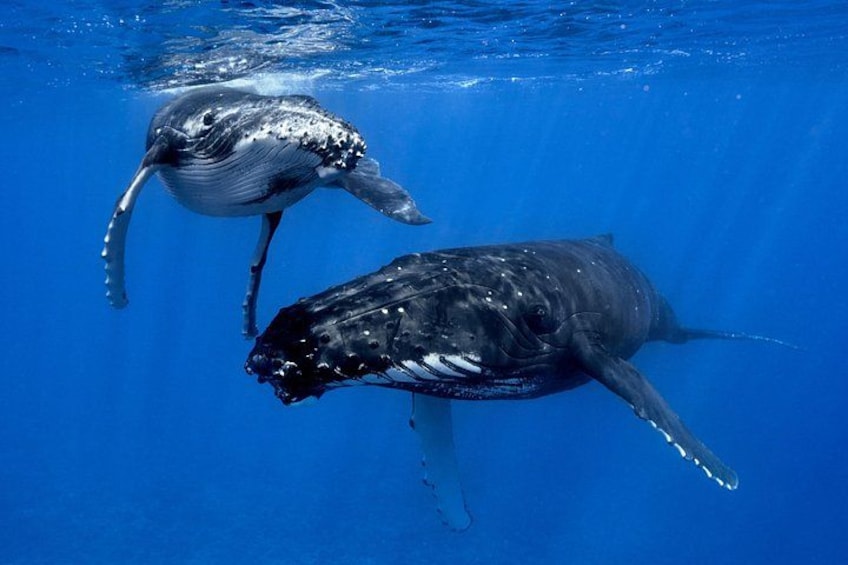 WHALE TOUR - Watching and Swimming with Whales 2