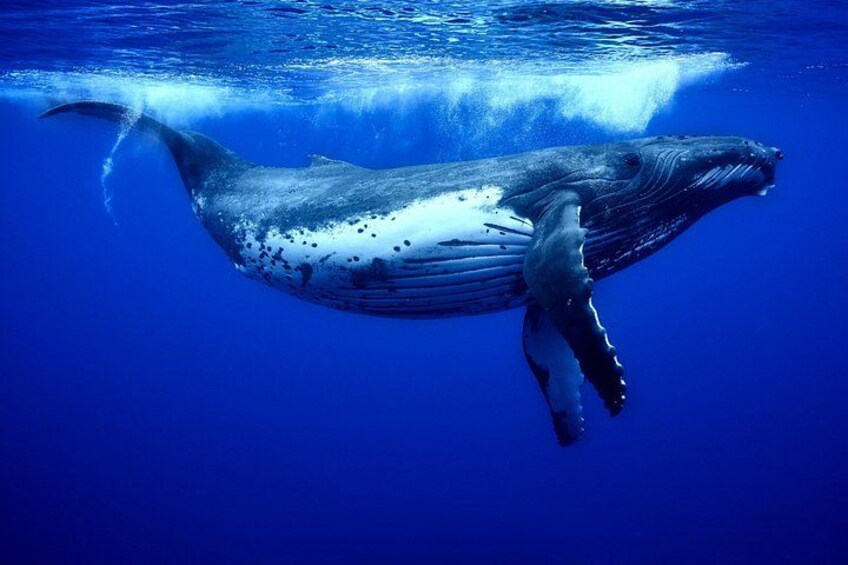 WHALE TOUR - Watching and Swimming with Whales 3
