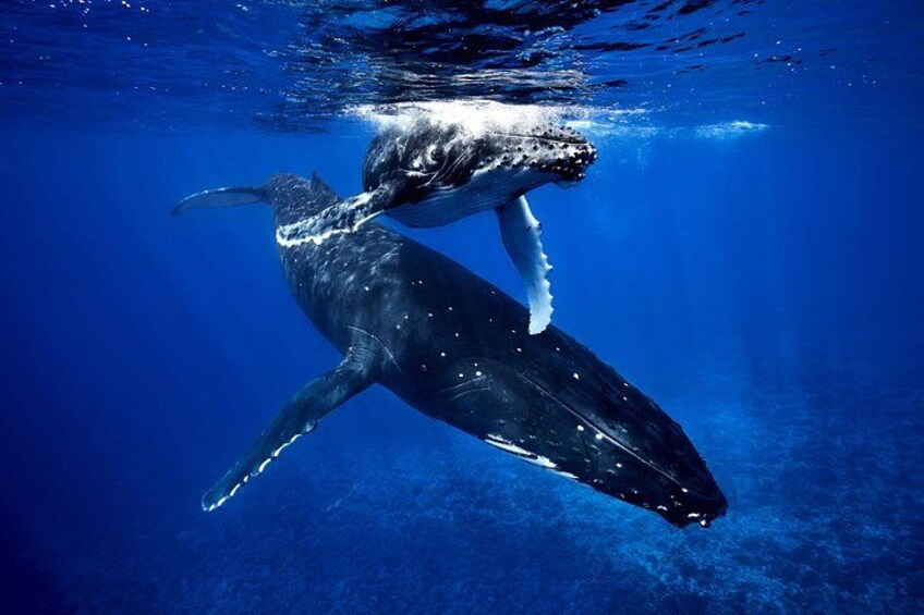 A whale swimming underwater. 1