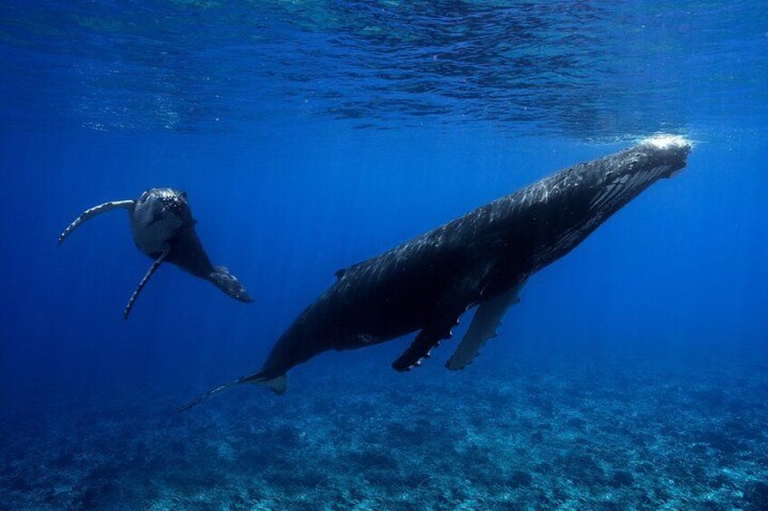 WHALE TOUR - Watching and Swimming with Whales 2