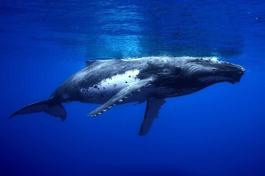 Una ballena grande nadando bajo el agua. 5