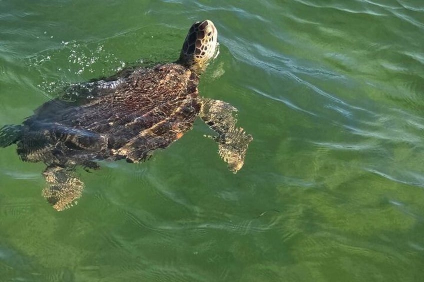 Eine Meeresschildkröte schwimmt in klarem Wasser. 2