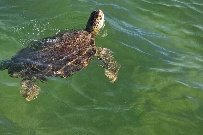 Una tortuga marina nadando en aguas cristalinas. 4