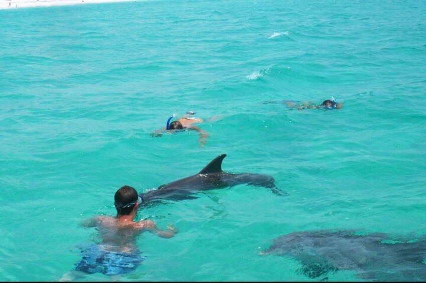 Personas nadando en aguas turquesas con delfines. 1