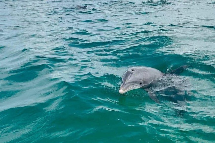 Ein Delfin schwimmt in klarem, blauem Wasser. 3