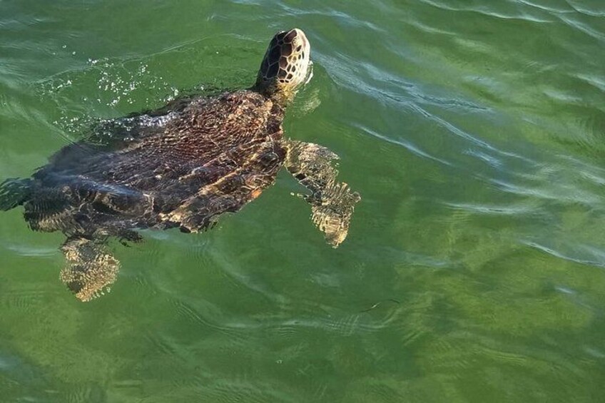 Swim with Dolphins And Snorkeling Group Tour 2