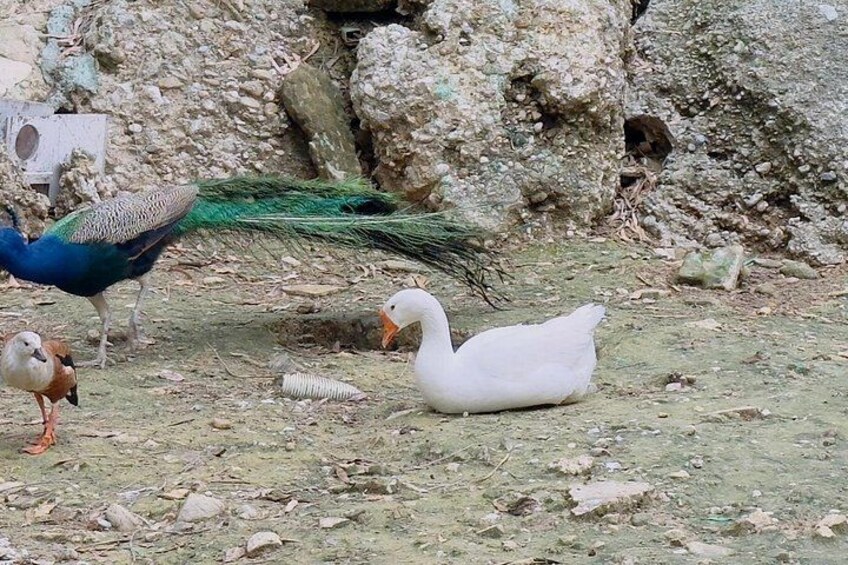 Pekin duck seen near the animal area 5