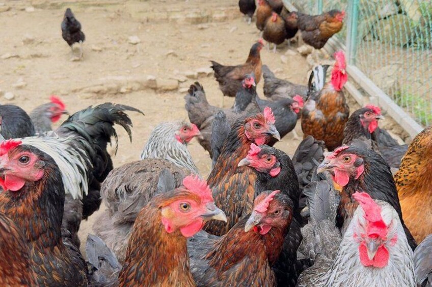 Free-roaming chickens in a village setting 2