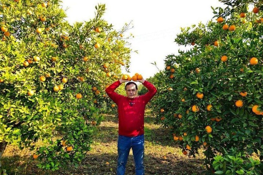 Countryside orange trees along the tour route 3
