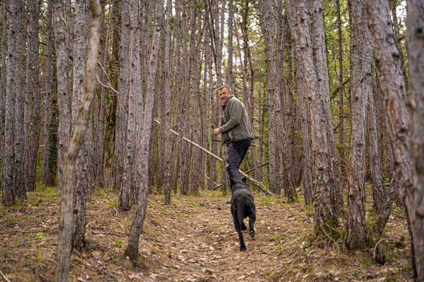 En person går tur med en hund i en skov med høje træer. 4