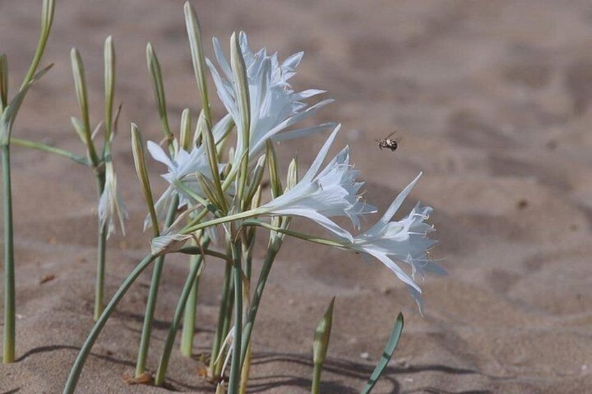 A sandy beach with white flowers and a bee. 4