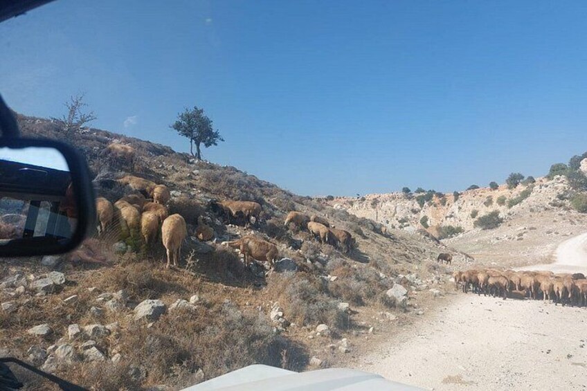 A herd of sheep grazing on a rocky hillside. 2