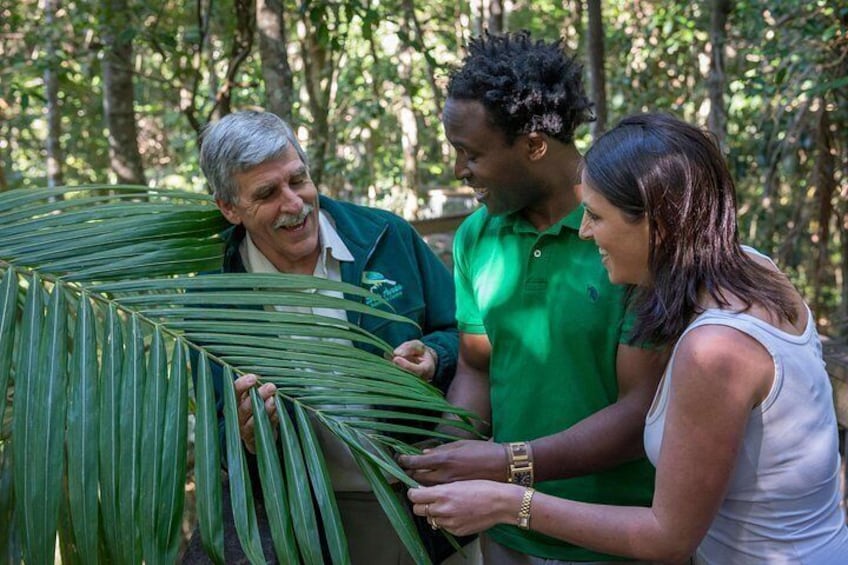 Three people examining a large green palm leaf in a forested area. 4