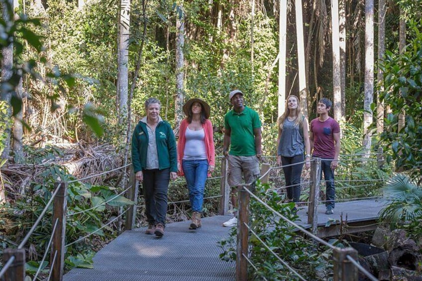 A group of people walking on a bridge surrounded by dense forest. 1