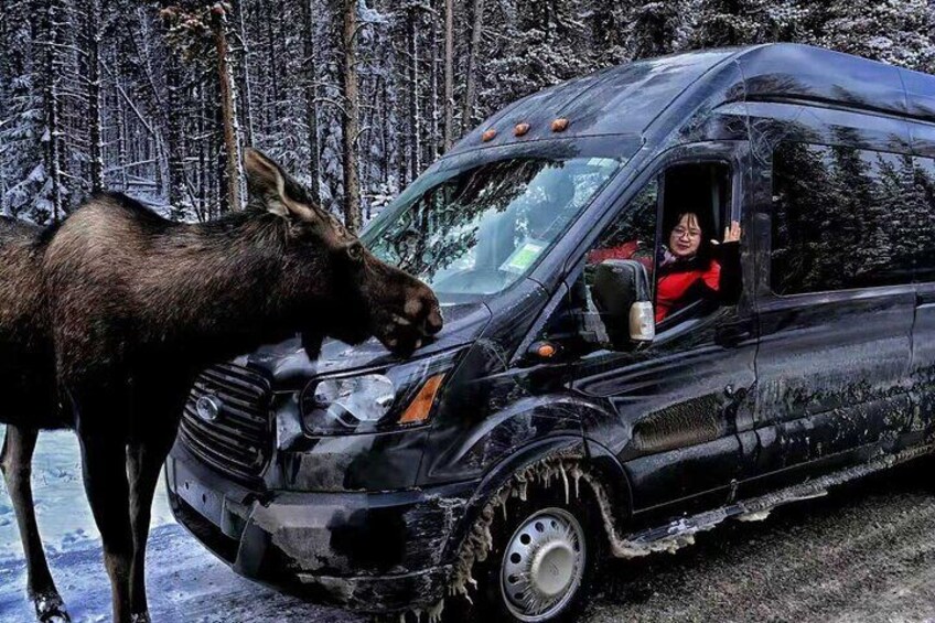 A black SUV with a moose standing beside it. 2