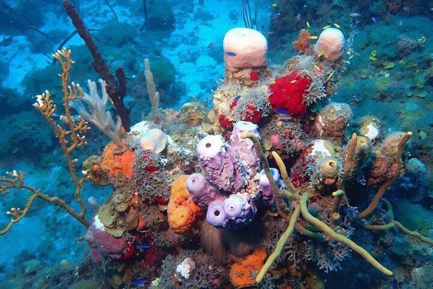 Un récif corallien luxuriant, abritant une faune marine diversifiée et des coraux aux couleurs éclatantes. 2