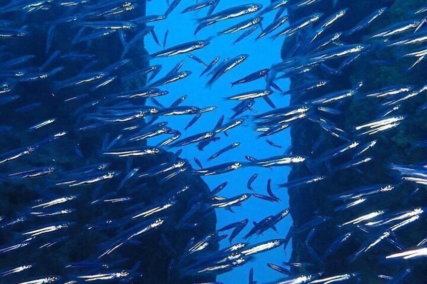 Un banc de poissons nageant dans un environnement sous-marin bleu. 5